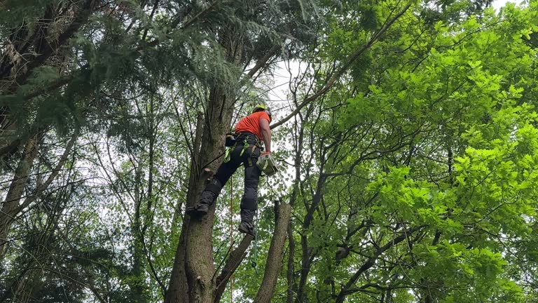 Best Fruit Tree Pruning  in Murfreesboro, AR